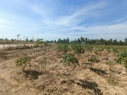 ที่ดินเปล่า หนองเเขวะ หนองกลางดง ที่ดินเปล่า หนองเเขวะ หนองกลางดง